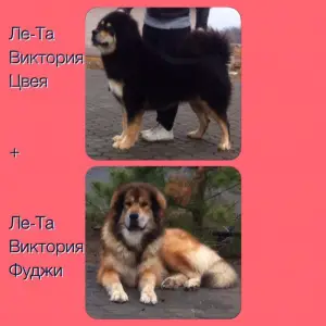 Additional photos: We sell puppies of the Tibetan mastiff.