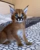 Photo №3. Bottle feed caracal cat for sale. United States