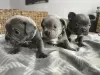 Photo №2 to announcement № 128269 for the sale of french bulldog - buy in Russian Federation private announcement, from nursery