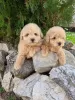 Photo №3. Maltipoo puppies. Serbia