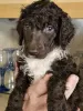 Photo №4. I will sell poodle (royal) in the city of Jodoigne. breeder - price - 2272$