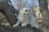 Photo №1. scottish fold - for sale in the city of Miass | 108$ | Announcement № 13737