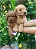 Photo №2 to announcement № 104979 for the sale of golden retriever - buy in Serbia breeder