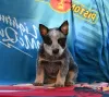 Photo №4. I will sell australian cattle dog in the city of Kovin. breeder - price - negotiated