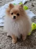 Photo №2 to announcement № 126635 for the sale of pomeranian - buy in Germany private announcement