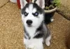 Photo №1. siberian husky - for sale in the city of Ähtäri | Is free | Announcement № 128228