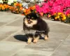 Additional photos: Beautiful Pomeranian Spitz puppy