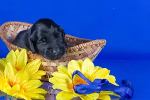 Additional photos: Fayervinner kennel offers puppies of a straight-haired retriever