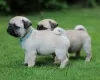 Photo №4. I will sell pug in the city of Штутгарт. from nursery - price - 423$