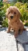 Additional photos: Toy poodle puppies boys and girls with pedigree