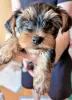 Additional photos: Loving Yorkshire Terrier puppy ready for sale.