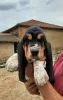 Photo №1. basset hound - for sale in the city of Molas | 1560$ | Announcement № 30212