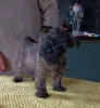 Additional photos: CAIRN TERRIER PUPPPY