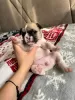 Additional photos: French bulldog puppies