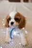 Photo №2 to announcement № 43857 for the sale of cavalier king charles spaniel - buy in Poland private announcement