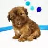 Photo №2 to announcement № 42828 for the sale of shih tzu - buy in United States breeder