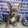 Photo №2 to announcement № 127297 for the sale of chihuahua - buy in United States 