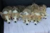 Additional photos: Welsh Corgi Pembroke puppies