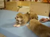 Photo №3. Akita Inu puppies for adoption. Germany