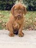 Photo №2 to announcement № 8072 for the sale of dogue de bordeaux - buy in Hungary breeder