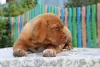 Photo №1. dogue de bordeaux - for sale in the city of Novosibirsk | 813$ | Announcement № 7508