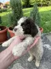 Additional photos: Lagotto Romagnolo puppies