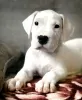 Photo №2 to announcement № 8710 for the sale of dogo argentino - buy in Russian Federation breeder