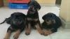 Photo №2 to announcement № 128437 for the sale of rottweiler - buy in Germany breeder