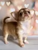 Photo №2 to announcement № 104850 for the sale of chihuahua - buy in Germany private announcement, breeder