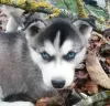 Additional photos: Husky kids