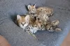 Photo №2 to announcement № 13480 for the sale of savannah cat - buy in Germany private announcement