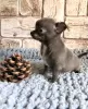 Additional photos: Puppy for sale chihuahua blue and white