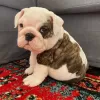 Photo №1. american bulldog - for sale in the city of London | 550$ | Announcement № 11435