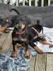 Photo №1. dobermann - for sale in the city of Muhos | Is free | Announcement № 127882