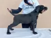 Photo №4. I will sell cane corso in the city of Žitište.  - price - negotiated