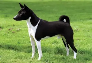 Photo №1. Mating service - breed: basenji. Price - 283$