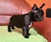 Photo №1. french bulldog - for sale in the city of Nuremberg | 380$ | Announcement № 128703