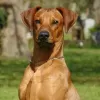 Photo №1. Mating service - breed: austrian pinscher. Price - negotiated