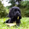 Photo №1. american cocker spaniel - for sale in the city of Брауншвейг | Is free | Announcement № 95588