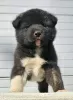 Photo №4. I will sell american akita in the city of Kraljevo.  - price - negotiated