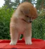 Photo №2 to announcement № 64556 for the sale of akita - buy in Poland breeder