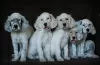 Photo №2 to announcement № 51980 for the sale of english setter - buy in Russian Federation breeder