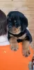 Photo №3. Rottweiler puppies. Russian Federation