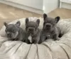 Additional photos: French Bulldog puppies