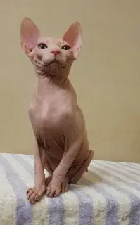 Photo №2 to announcement № 4014 for the sale of sphynx-katze - buy in Ukraine from nursery