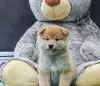 Additional photos: Shiba Inu puppies