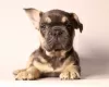 Photo №3. Fluffy French bulldog puppies. Russian Federation