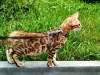 Photo №2 to announcement № 11915 for the sale of bengal cat - buy in Russian Federation from nursery