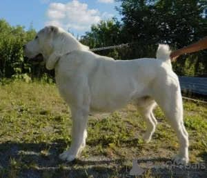 Additional photos: Central Asian Shepherd Puppy