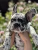 Additional photos: French Bulldog